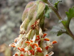 Glumicalyx lesuticus inflorescence